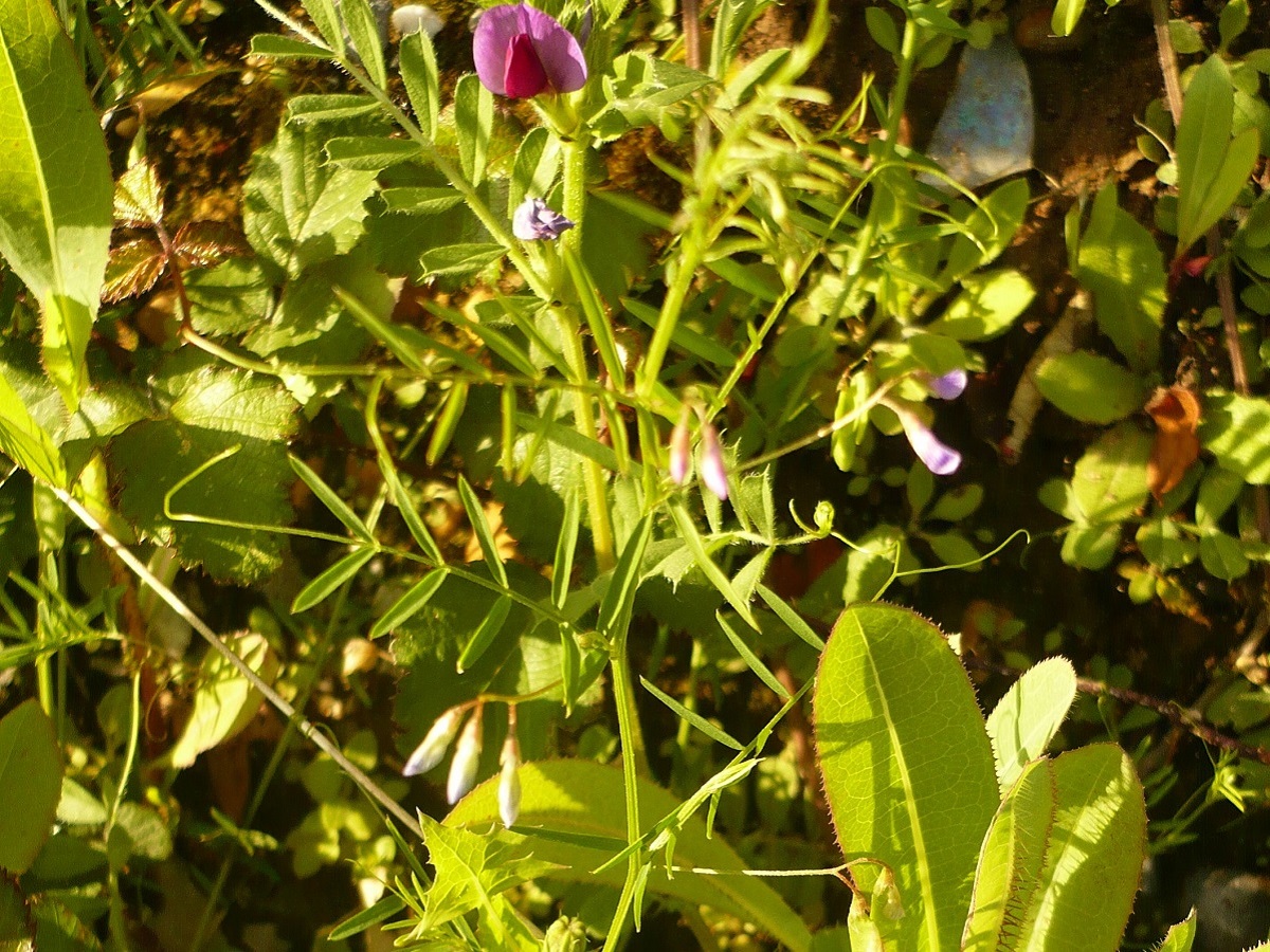 Ervum tetraspermum (Fabaceae)